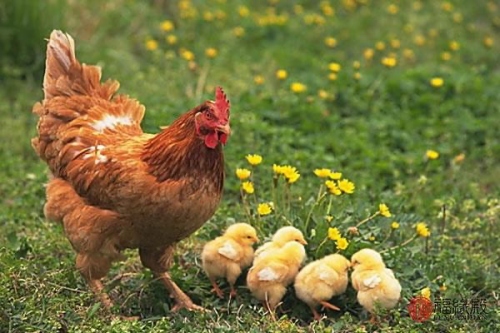 男孩屬雞什么時辰出生最好