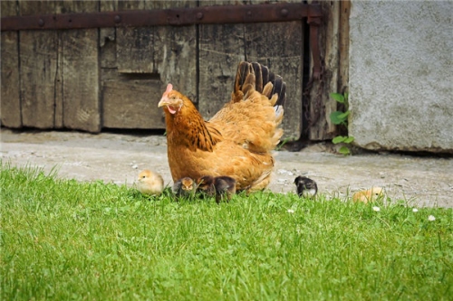 屬雞男幾點鐘出生最享福命
