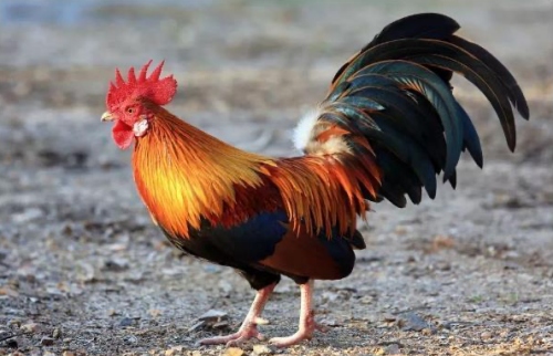 哪個(gè)屬相離不開屬雞女