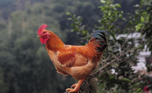 2025屬雞要小心一個(gè)人