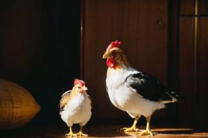 富貴雞幾點(diǎn)出生的最好