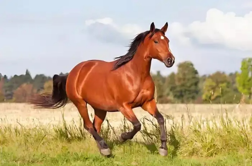 屬馬的幾月出生最好命女孩子