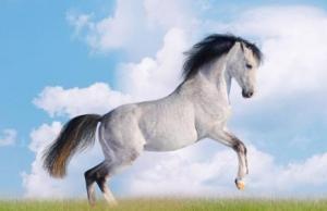 幾月出生的馬最有福氣