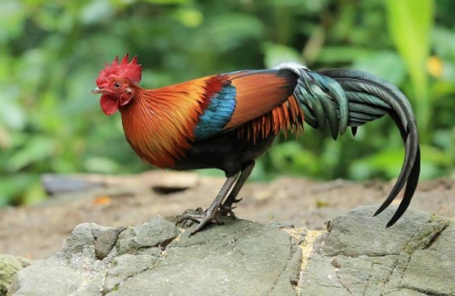 屬雞一生最克3個(gè)人