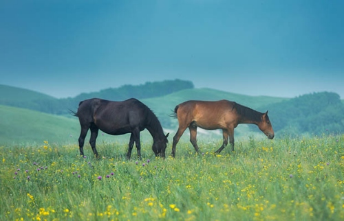 屬馬一生最克3個(gè)人
