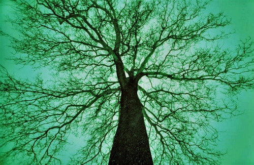 木命人最忌的3個屬相 木命人最忌的3個屬相