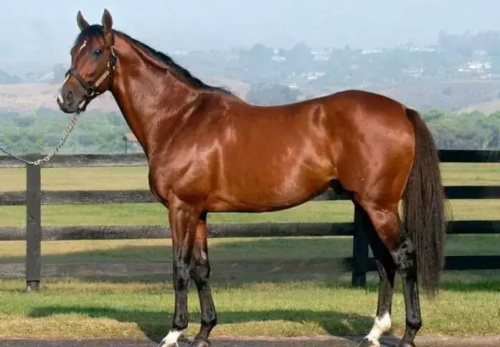 屬馬人正緣出現(xiàn)年齡