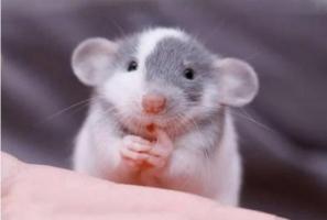 屬鼠女最不能碰的生肖