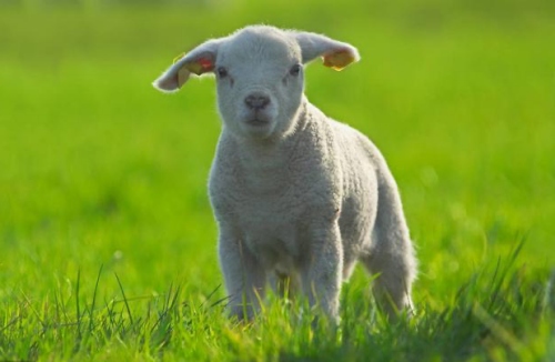 屬羊的五行屬性是什么 屬羊的五行屬性是什么