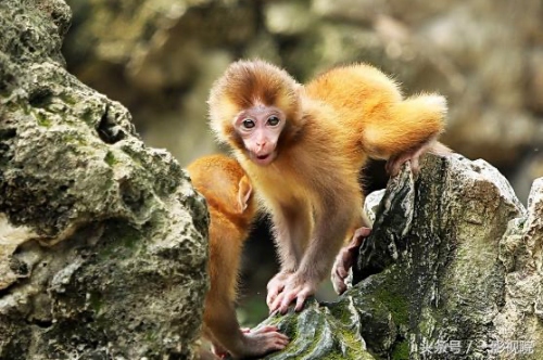 屬猴的是什么命五行屬什么