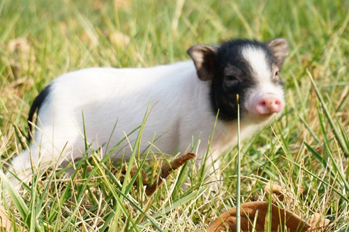屬豬的是什么命五行屬什么 屬豬的是什么命五行屬什么