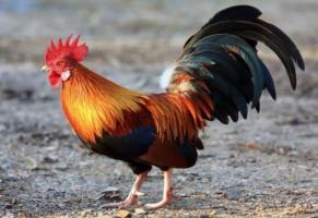 屬雞的是什么命五行屬什么