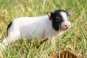 屬豬的是什么命五行屬什么