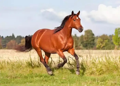 2026年是苦馬還是富馬