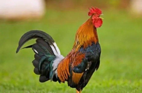 屬雞2025的特大貴人