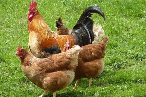 屬雞的適合干什么行業(yè)最賺錢