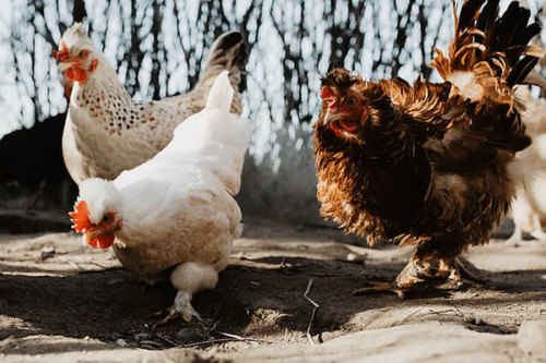 雞的最佳四個貴人是誰