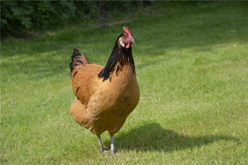 2005幾月雞最有福氣