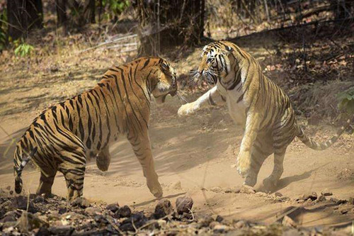 86屬虎人發(fā)橫財?shù)哪挲g