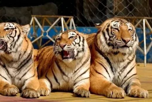 屬虎人最大的桃花劫