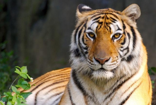 屬虎最離不開的屬相