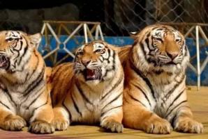 屬虎人最大的桃花劫