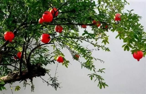 什么命最旺石榴木命