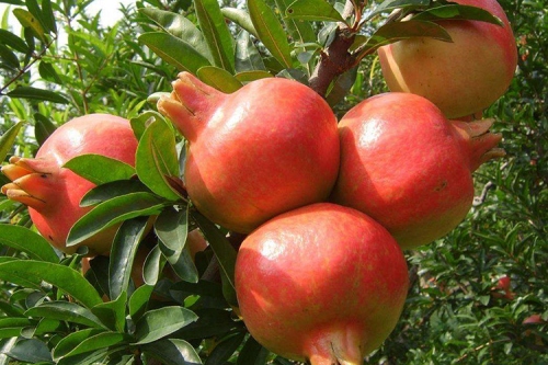 石榴木最忌諱的屬相