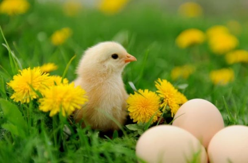 屬雞人不能穿什么顏色