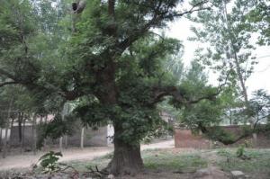 門前種什么樹(shù)風(fēng)水好又旺財(cái)