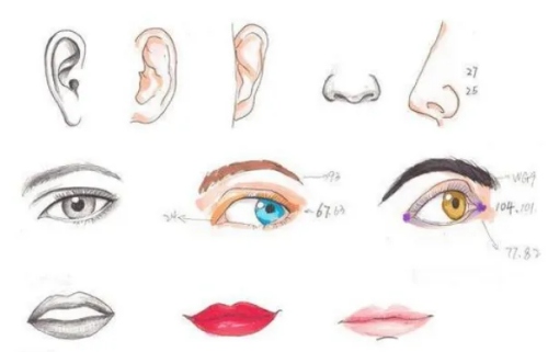 五官是指哪五官