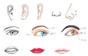 五官是指哪五官