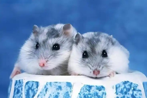 屬鼠女人的性格和脾氣 屬鼠女人的性格和脾氣