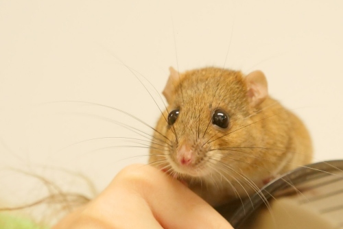 屬鼠生于丑時命運如何