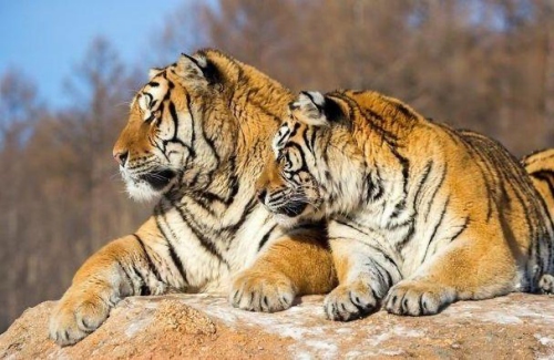 屬虎幾月出生是一等命