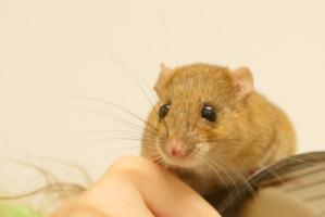 屬鼠生于丑時(shí)命運(yùn)如何