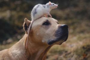 屬鼠和屬狗的合不合