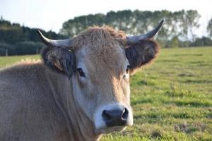 屬牛和屬羊的合不合