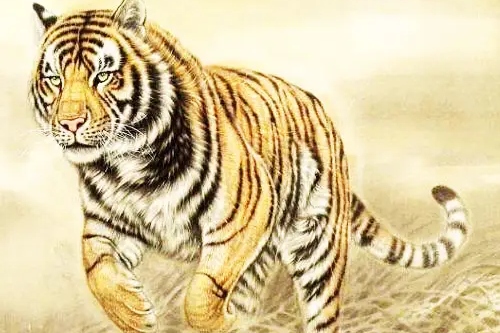 屬虎和屬蛇的合不合