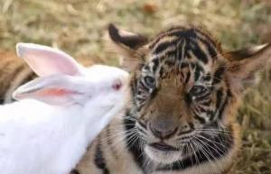 屬虎和屬兔的合不合