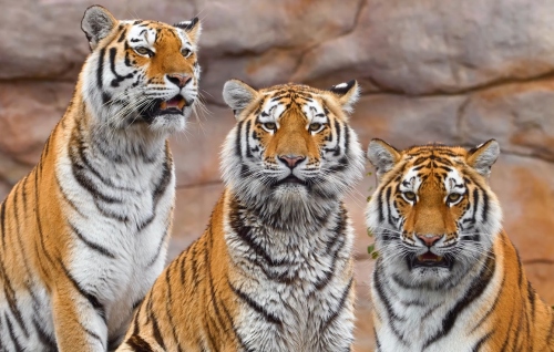 屬虎和屬馬的合不合