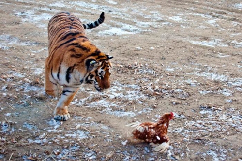 屬虎和屬雞的合不合
