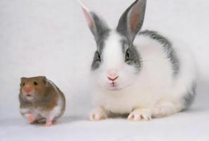 屬兔和屬鼠的合不合