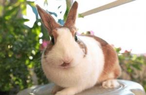 屬兔和屬馬的合不合