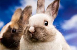 屬兔和屬豬的合不合