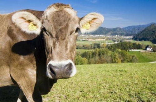 屬牛最不能戴的三個(gè)東西