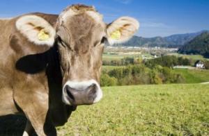 屬牛最不能戴的三個(gè)東西