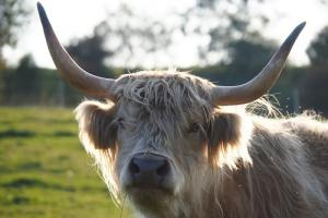 85年牛戴什么首飾最旺