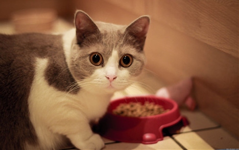 屬蛇本命年養(yǎng)貓好不好