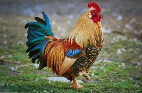 屬雞欠什么屬相情債